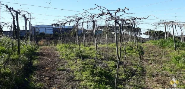 Fazenda/Sítio à venda, 135000m² no Nova Vicenza, Farroupilha