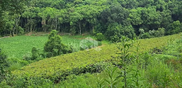 Fazenda/Sítio com 1 Quarto à venda, 208m² no Área Rural de Farroupilha, Farroupilha