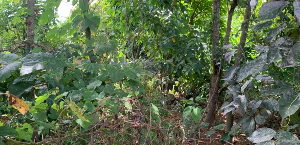 Lote/Terreno à venda, 300m² no Setor Habitacional Jardim Botânico, Brasília