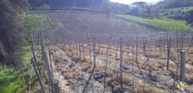 Fazenda/Sítio à venda, 135000m² no Nova Vicenza, Farroupilha