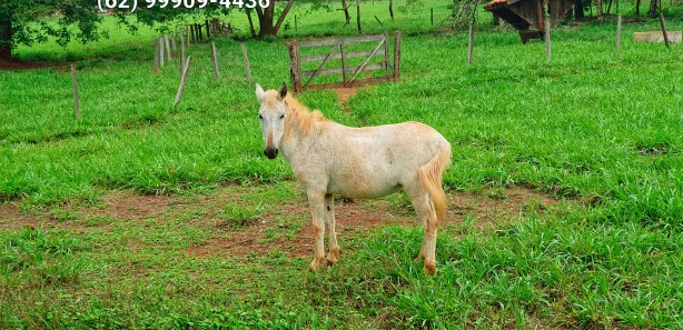 Fazenda/Sítio à venda, 1452000m² no Área Rural, Goianira