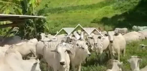 Fazenda/Sítio com 5 Quartos à venda, 350m² no Posse, Petrópolis