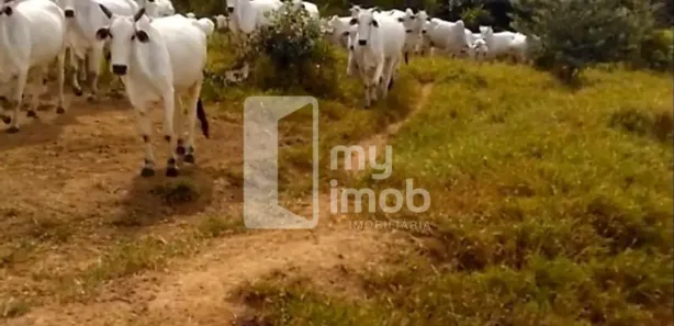 Fazenda/Sítio com 3 Quartos à venda, 484000m² no , Leopoldo de Bulhões