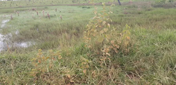 Lote/Terreno à venda, 20000m² no , Araçaí
