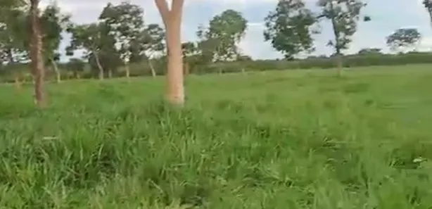 Fazenda/Sítio à venda no , Buritis