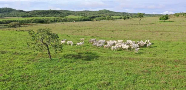 Fazenda/Sítio com 4 Quartos à venda, 6000000m² no , Padre Bernardo