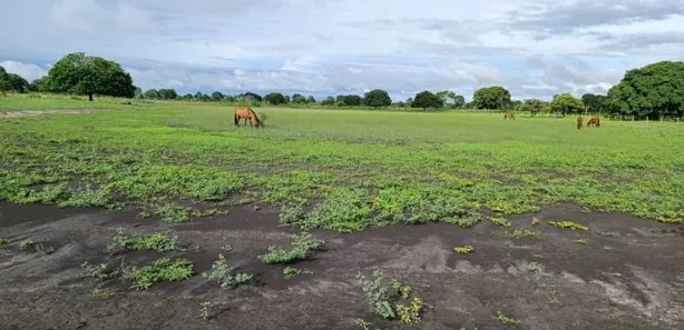 Fazenda/Sítio à venda no , Buritis