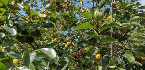 Lote/Terreno à venda, 20000m² no Zona Rural, Fortuna de Minas