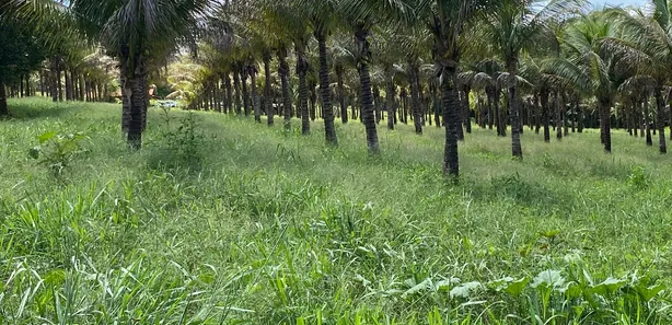 Fazenda/Sítio com 2 Quartos à venda, 96800m² no , Bonfinópolis
