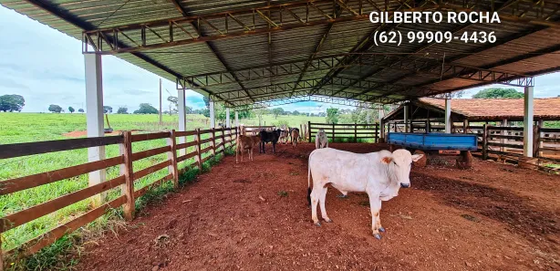 Fazenda/Sítio à venda, 968000m² no Área Rural, Goianira