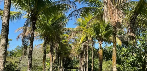 Fazenda/Sítio à venda, 5000m² no Sampaio Correia (Sampaio Correia), Saquarema
