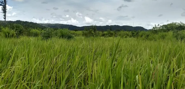 Fazenda/Sítio com 1 Quarto à venda, 484000000m² no , Babaçulândia