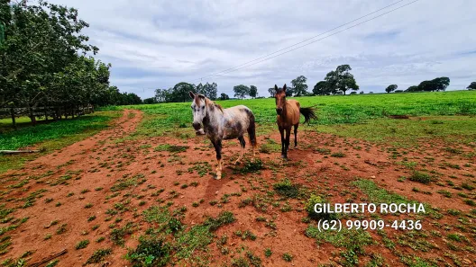 Fazenda/Sítio à venda, 968000m² no Área Rural, Goianira