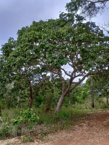 Lote/Terreno à venda, 20000m² no , Araçaí