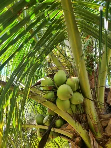 Fazenda/Sítio com 3 Quartos para venda ou aluguel, 380000m² no , São José de Mipibu