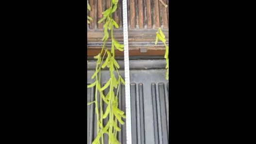 Fazenda/Sítio à venda, 1m² no , Goiatins