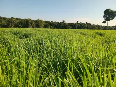 Fazenda/Sítio com 2 Quartos à venda, 1930000m² no , Estreito