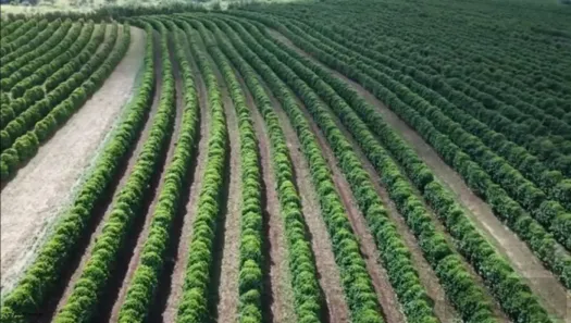 Fazenda/Sítio à venda, 62m² no Centro, Pirajuí
