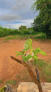 Fazenda/Sítio com 3 Quartos à venda, 200m² no , Guapó