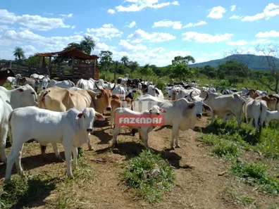Fazenda/Sítio à venda, 249m² no , Buritis