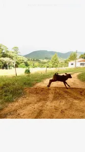 Fazenda/Sítio com 8 Quartos para alugar, 700m² no , Cabreúva