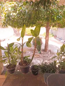 Casa com 3 Quartos à venda, 480m² no Cachoeira Da Prata, Cachoeira da Prata
