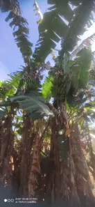 Fazenda/Sítio com 2 Quartos à venda, 484000m² no São Sebastiao, Silvânia