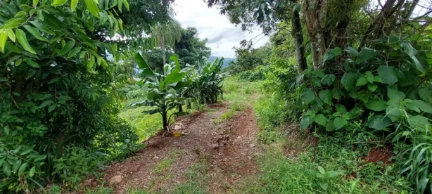 Lote/Terreno à venda, 25000m² no Scheiblin, Linha Nova