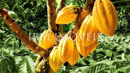 Fazenda/Sítio com 20 Quartos à venda, 700m² no , Belmonte