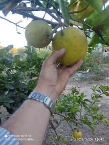 Fazenda/Sítio com 4 Quartos à venda, 62016m² no , Brumadinho