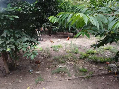 Fazenda/Sítio à venda, 800m² no Tranqueira, Altos