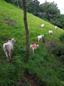 Fazenda/Sítio com 5 Quartos à venda, 340m² no Sana, Macaé