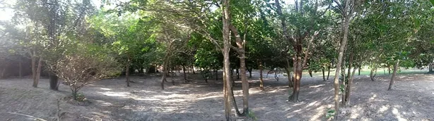 Fazenda/Sítio com 5 Quartos à venda, 12500m² no , Humberto de Campos