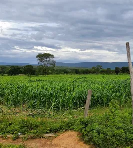 Fazenda/Sítio à venda no , Buritis