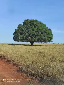Lote/Terreno à venda, 20000m² no Campinho, Lagoa Santa