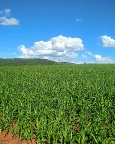Fazenda/Sítio à venda, 1m² no Zona Rural, Gameleira de Goiás