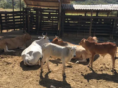Fazenda/Sítio com 2 Quartos à venda, 108000m² no , Buritis