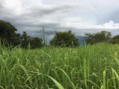Fazenda/Sítio com 3 Quartos à venda, 43m² no Tupiracaba, Niquelândia