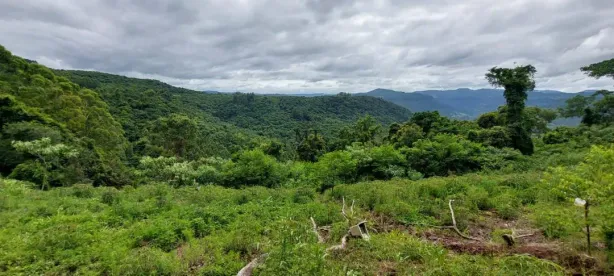 Lote/Terreno à venda, 25000m² no Scheiblin, Linha Nova