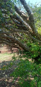 Fazenda/Sítio com 3 Quartos à venda, 50000m² no Brazlândia, Brasília