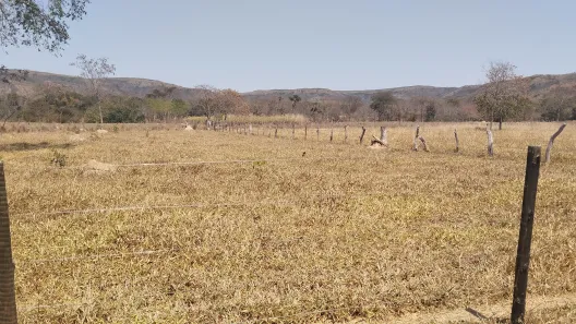 Fazenda/Sítio à venda no , Buritis