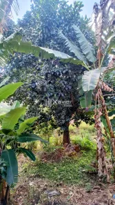 Fazenda/Sítio com 2 Quartos à venda, 600m² no Comunidade Urbana de Jaboti, Guarapari