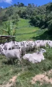 Fazenda/Sítio com 5 Quartos à venda, 350m² no Posse, Petrópolis