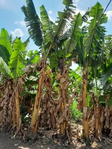 Fazenda/Sítio com 3 Quartos à venda, 150m² no , Gameleira de Goiás