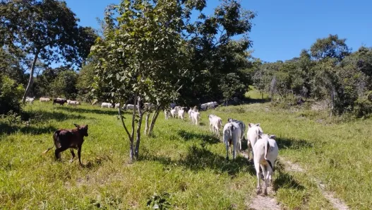 Fazenda/Sítio à venda, 338800m² no , Goiás