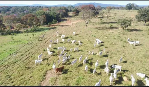 Fazenda/Sítio com 3 Quartos à venda, 162500m² no , Buritis