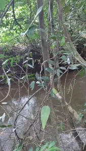 Fazenda/Sítio com 2 Quartos à venda, 5000m² no , Gameleira de Goiás