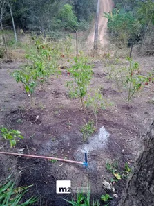 Fazenda/Sítio com 2 Quartos à venda, 18000m² no , Leopoldo de Bulhões