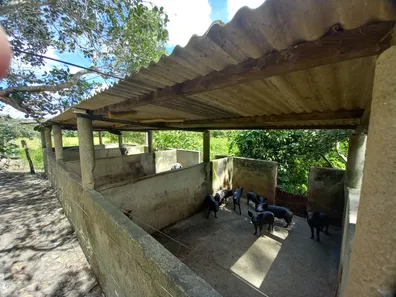 Fazenda/Sítio com 3 Quartos à venda, 250000m² no , Silvânia