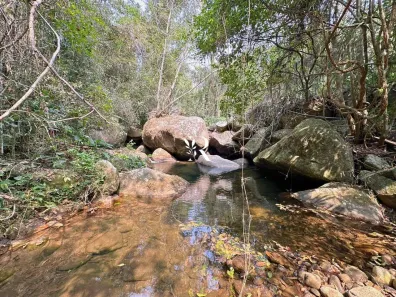 Fazenda/Sítio com 2 Quartos à venda, 20013m² no Pedro do Rio, Petrópolis